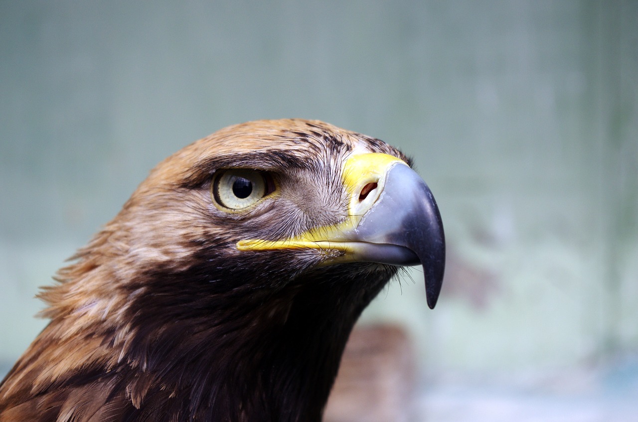 animal bird close-up free photo