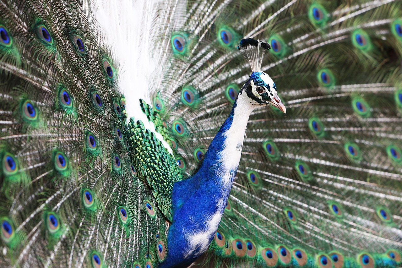 animal animal photography bird free photo