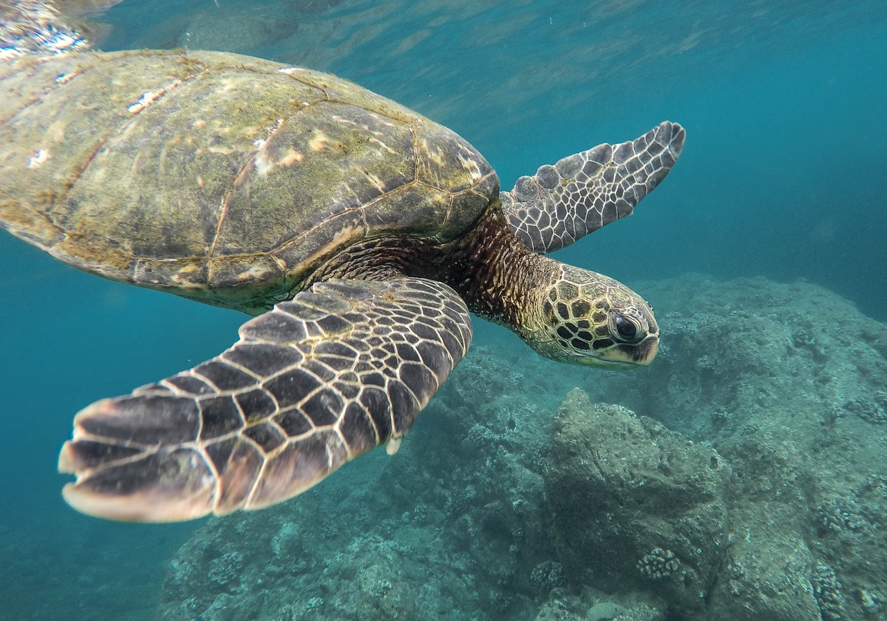 animal coral reef ocean free photo