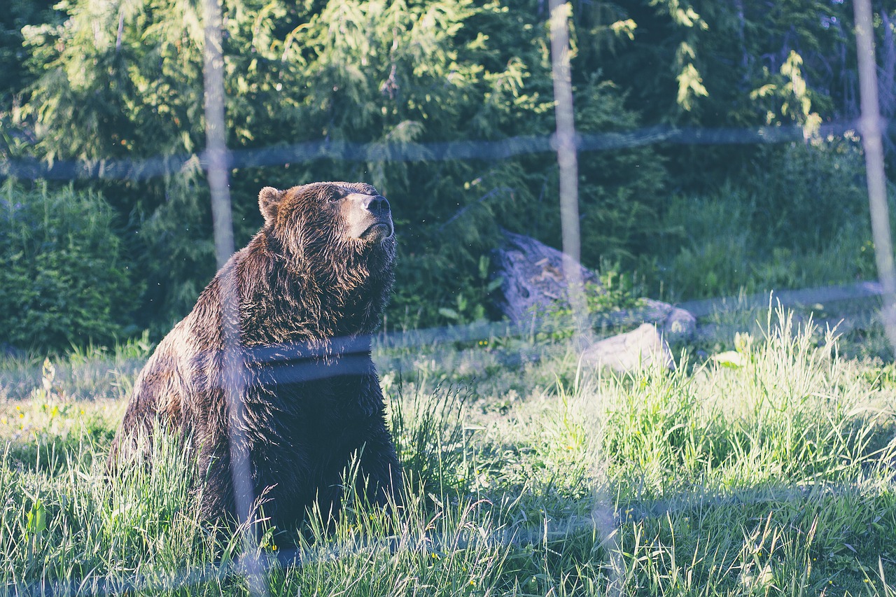 animal bear grass free photo