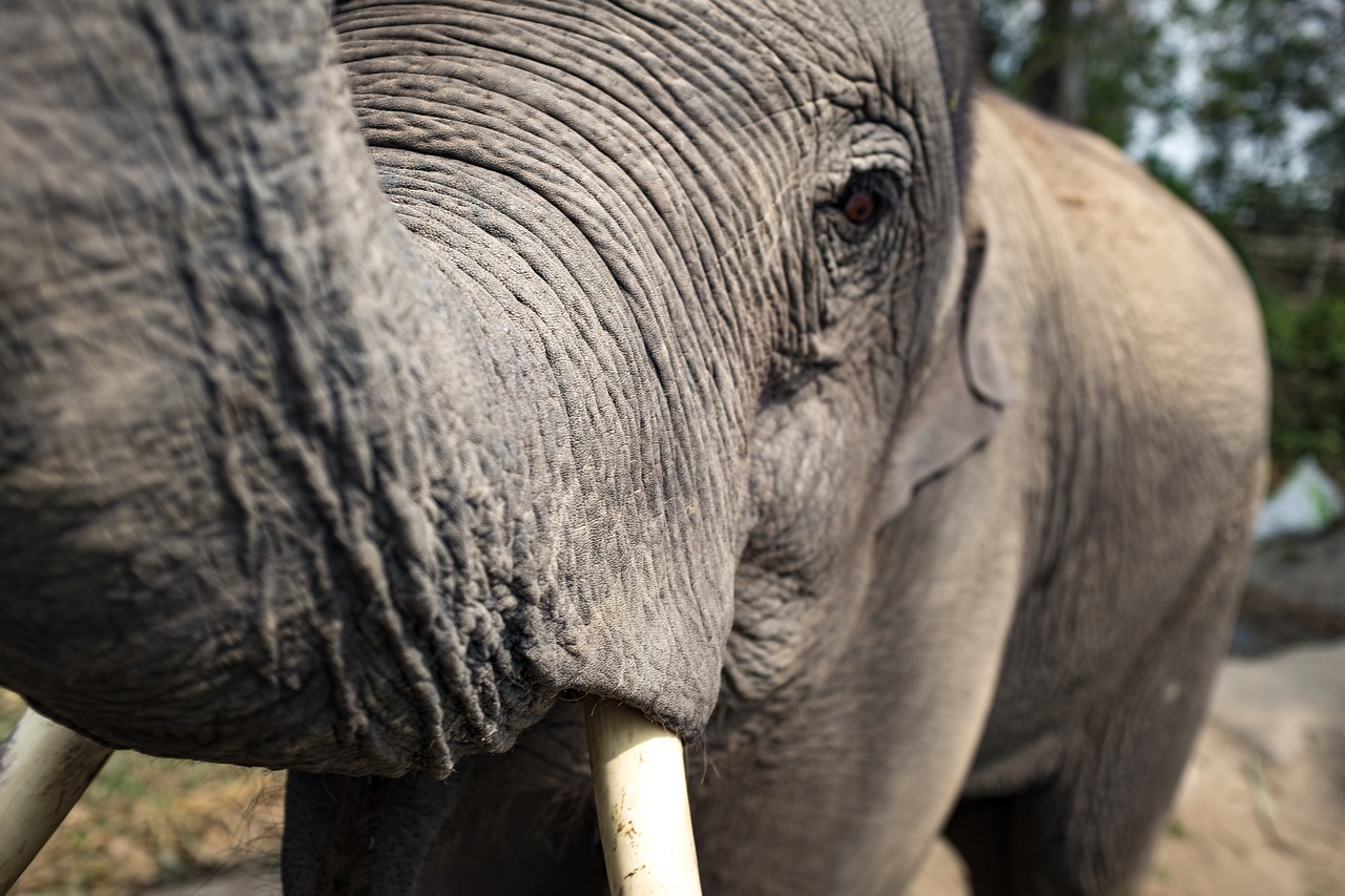 animal close-up elephant free photo