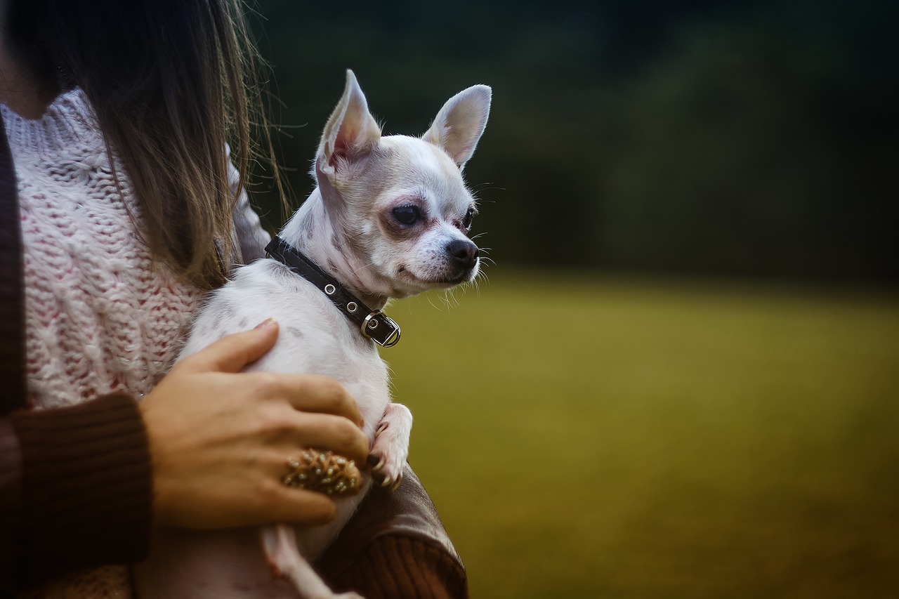 animal canine chihuahua free photo