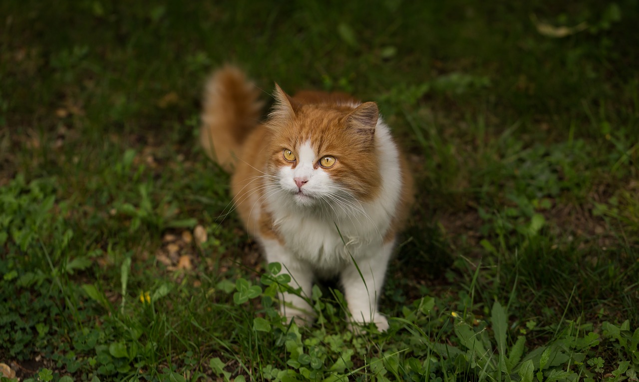 animal breed cat free photo