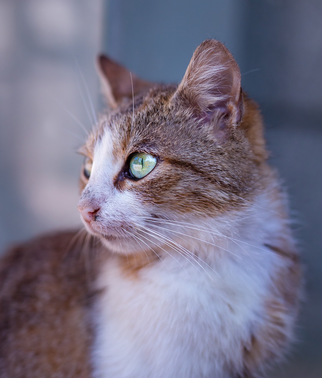 animal cat close-up free photo