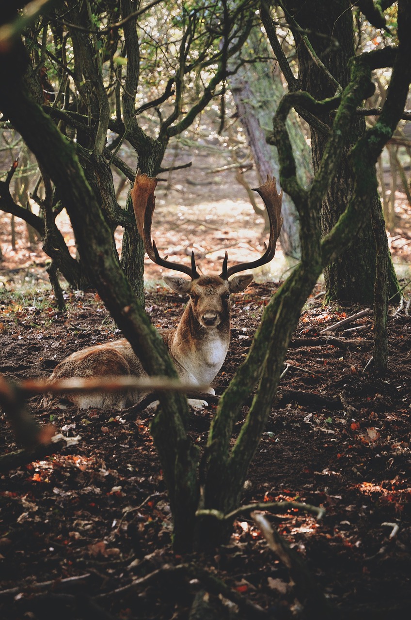 animal antlers buck free photo