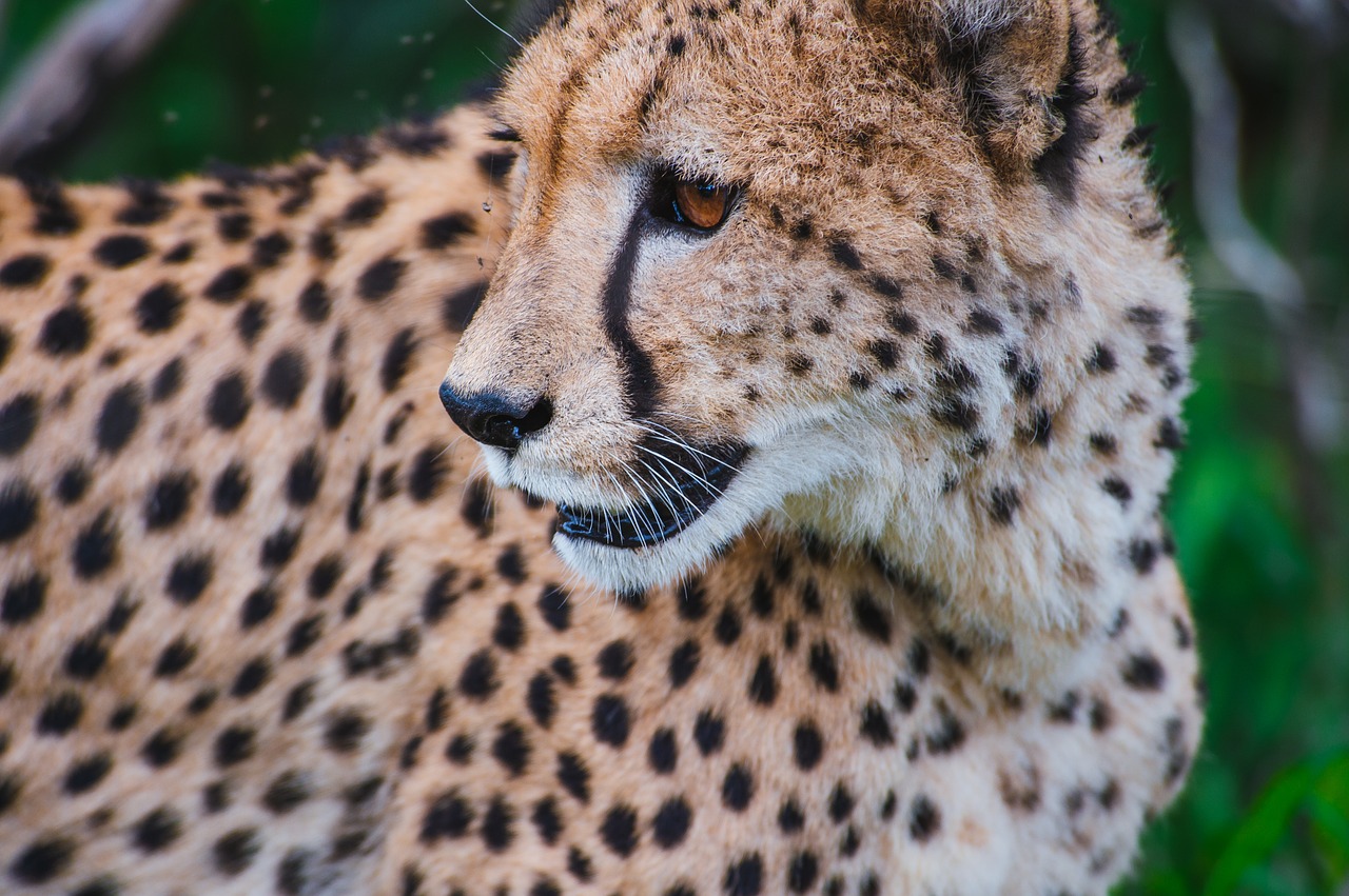 animal big cat close-up free photo