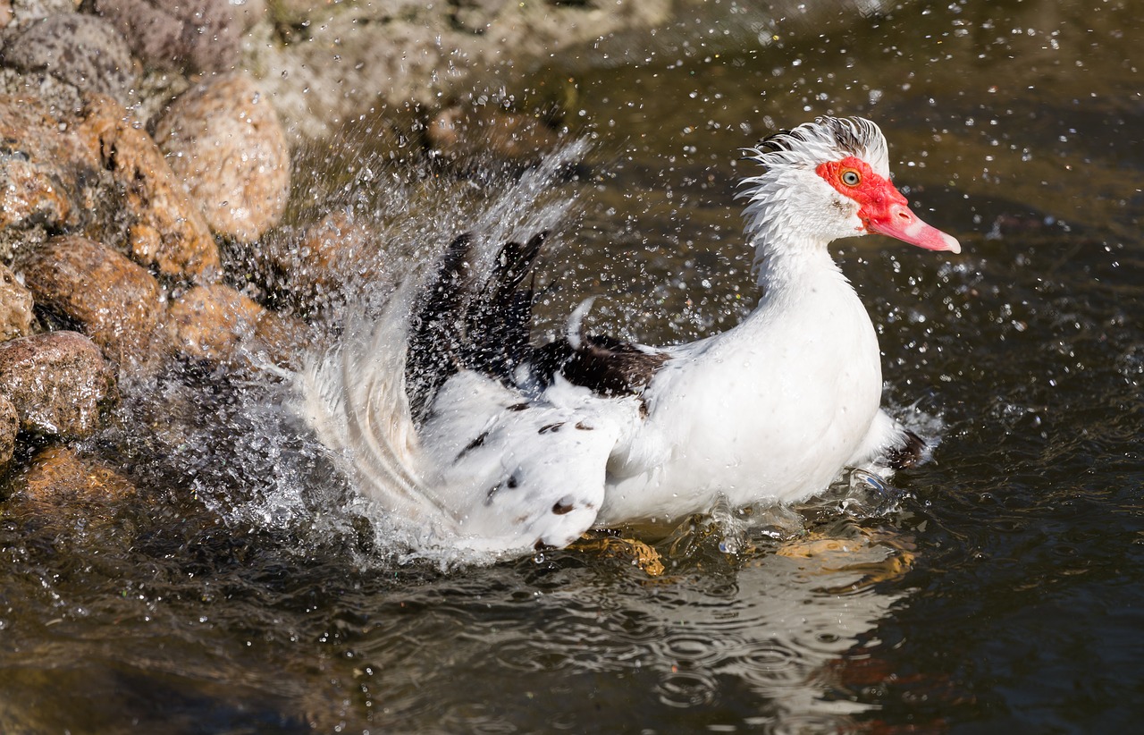 animal bath duck free photo
