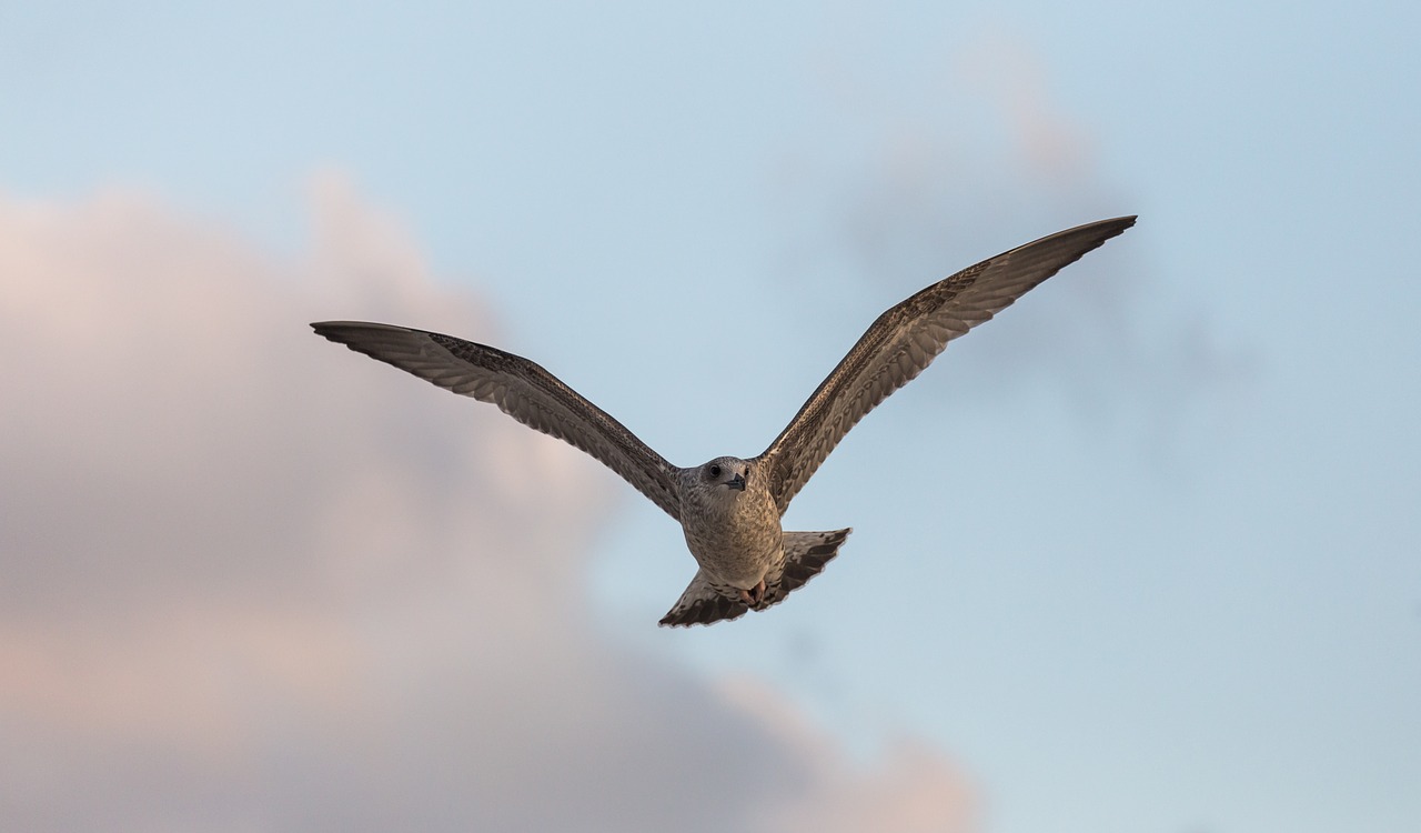 animal bird fly free photo