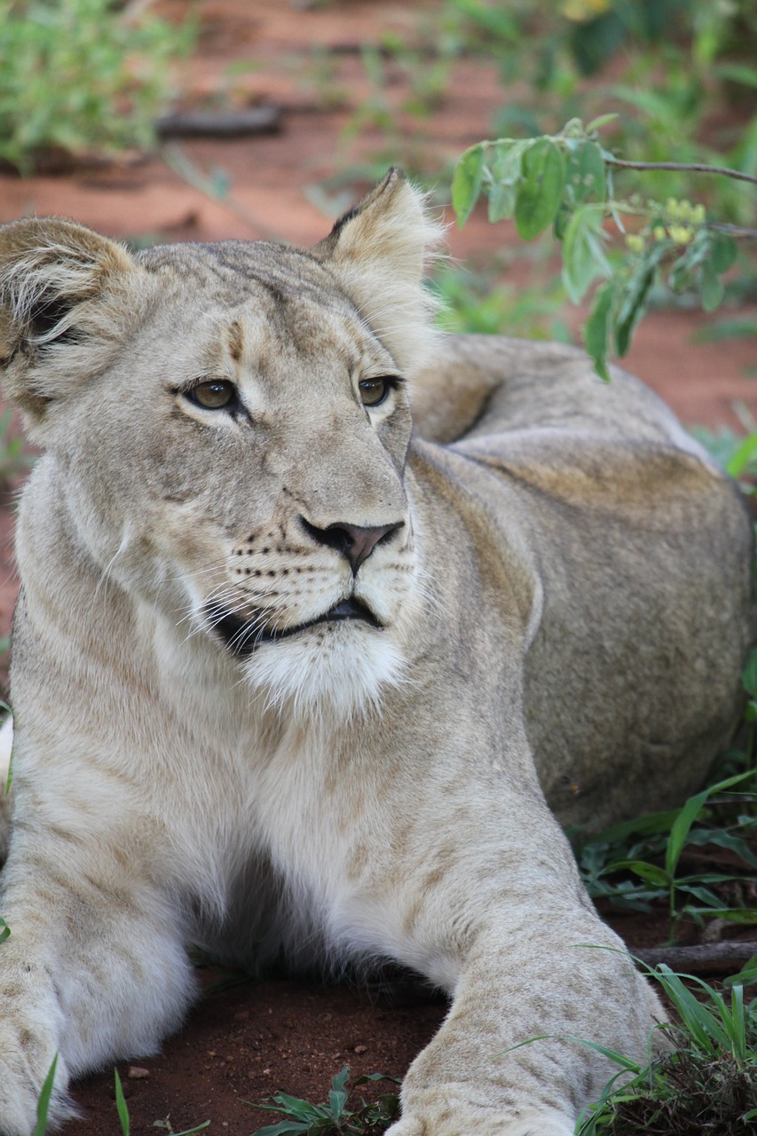 animal big cat grass free photo