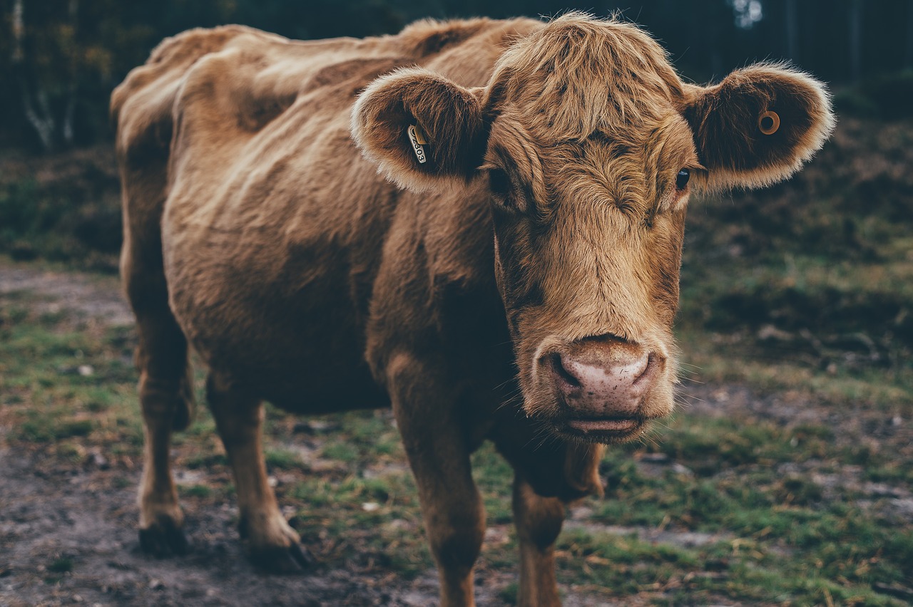 animal cattle cow free photo