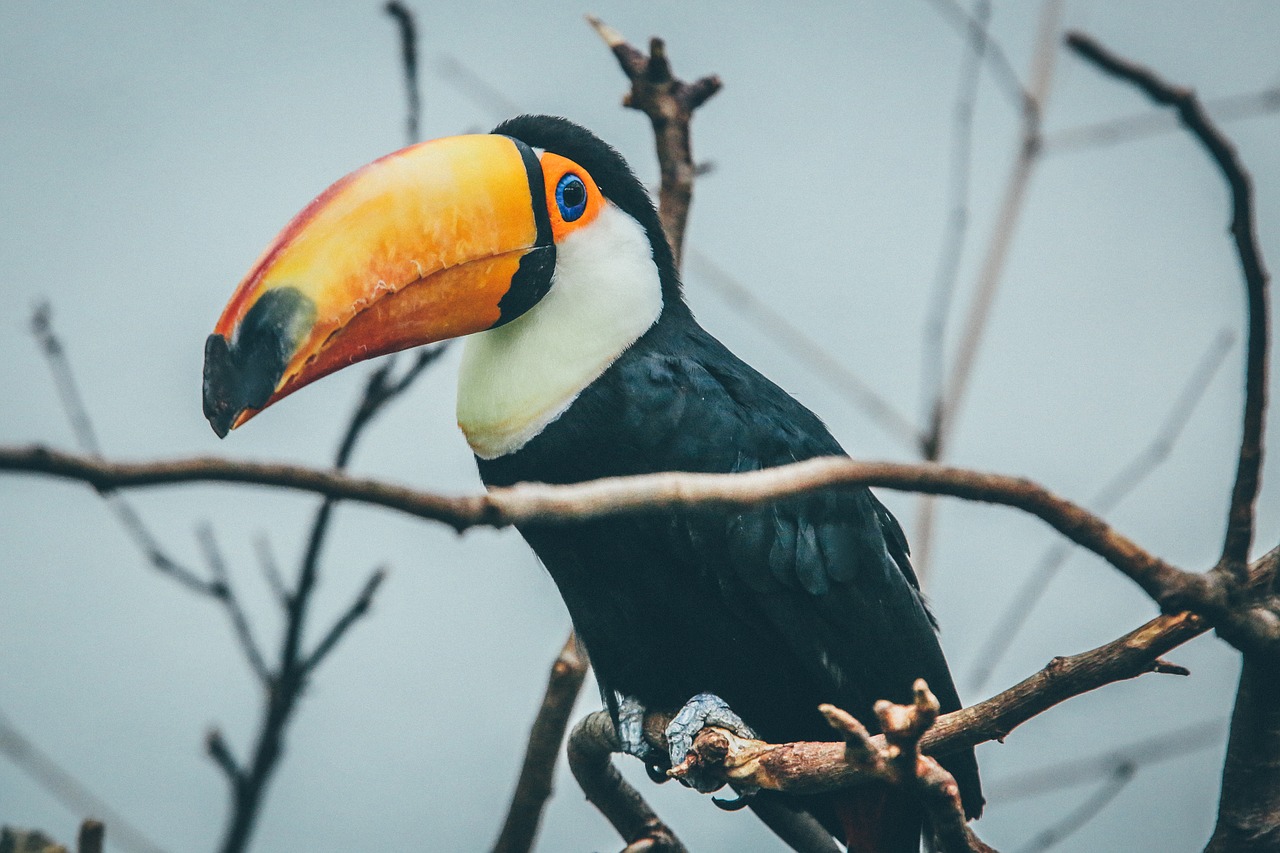 animal avian beak free photo