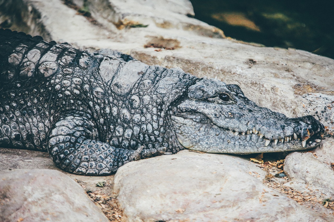 animal crocodile danger free photo