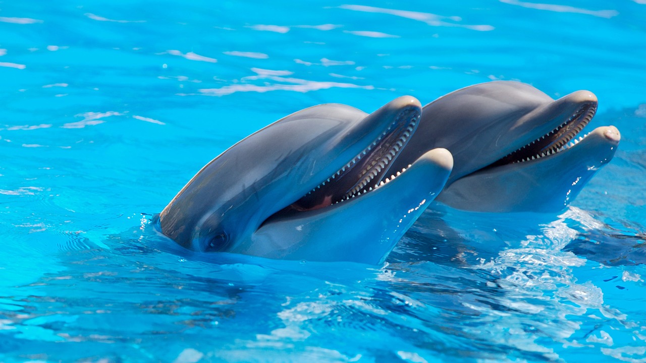 animal cute dolphins free photo