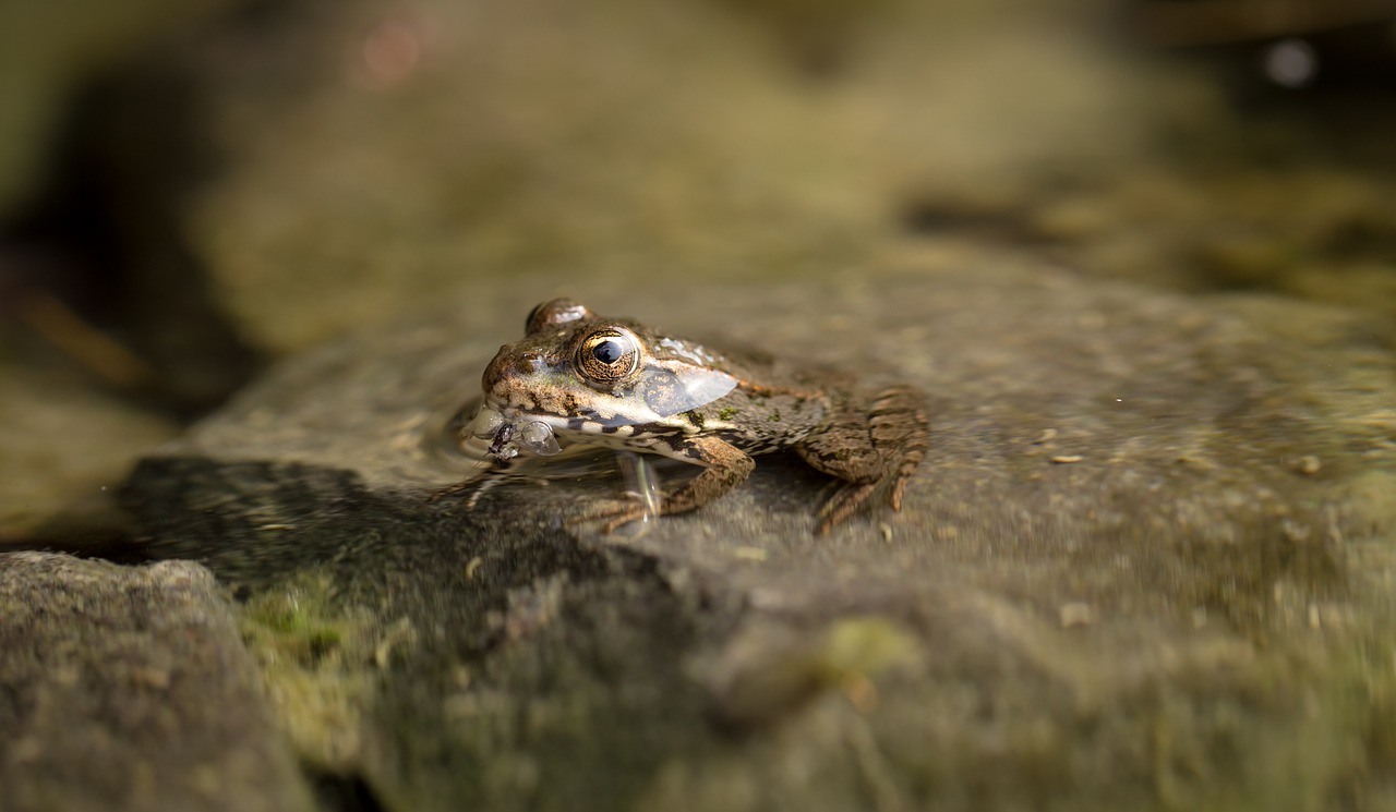 animal frog macro free photo