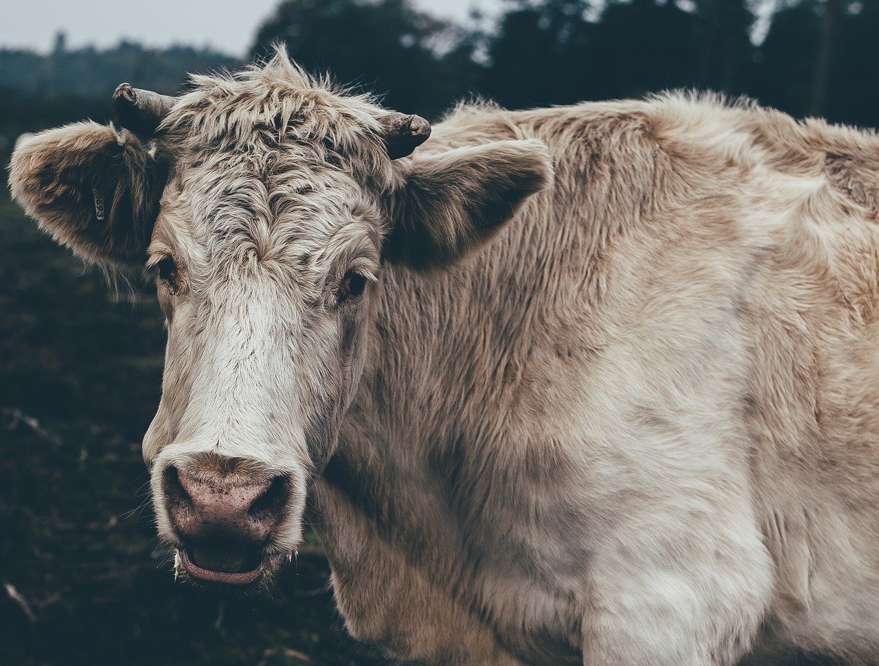 animal cattle close-up free photo