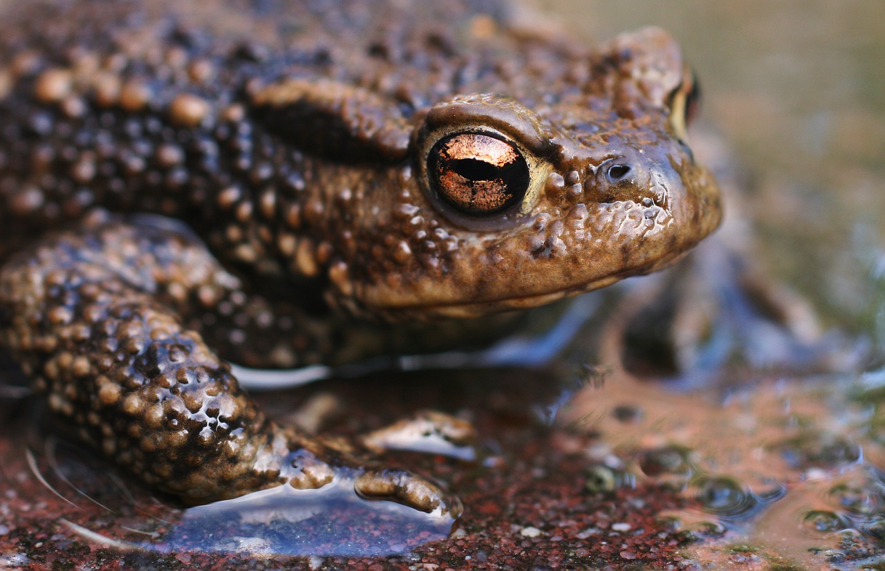animal close-up frog free photo