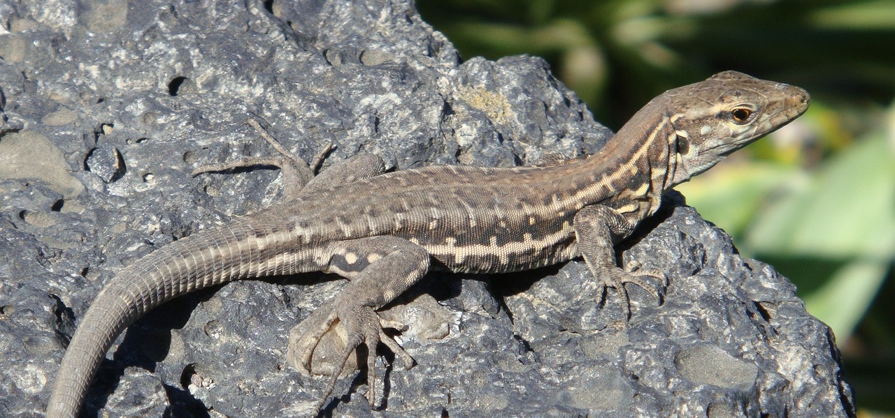 animal lizard reptile free photo