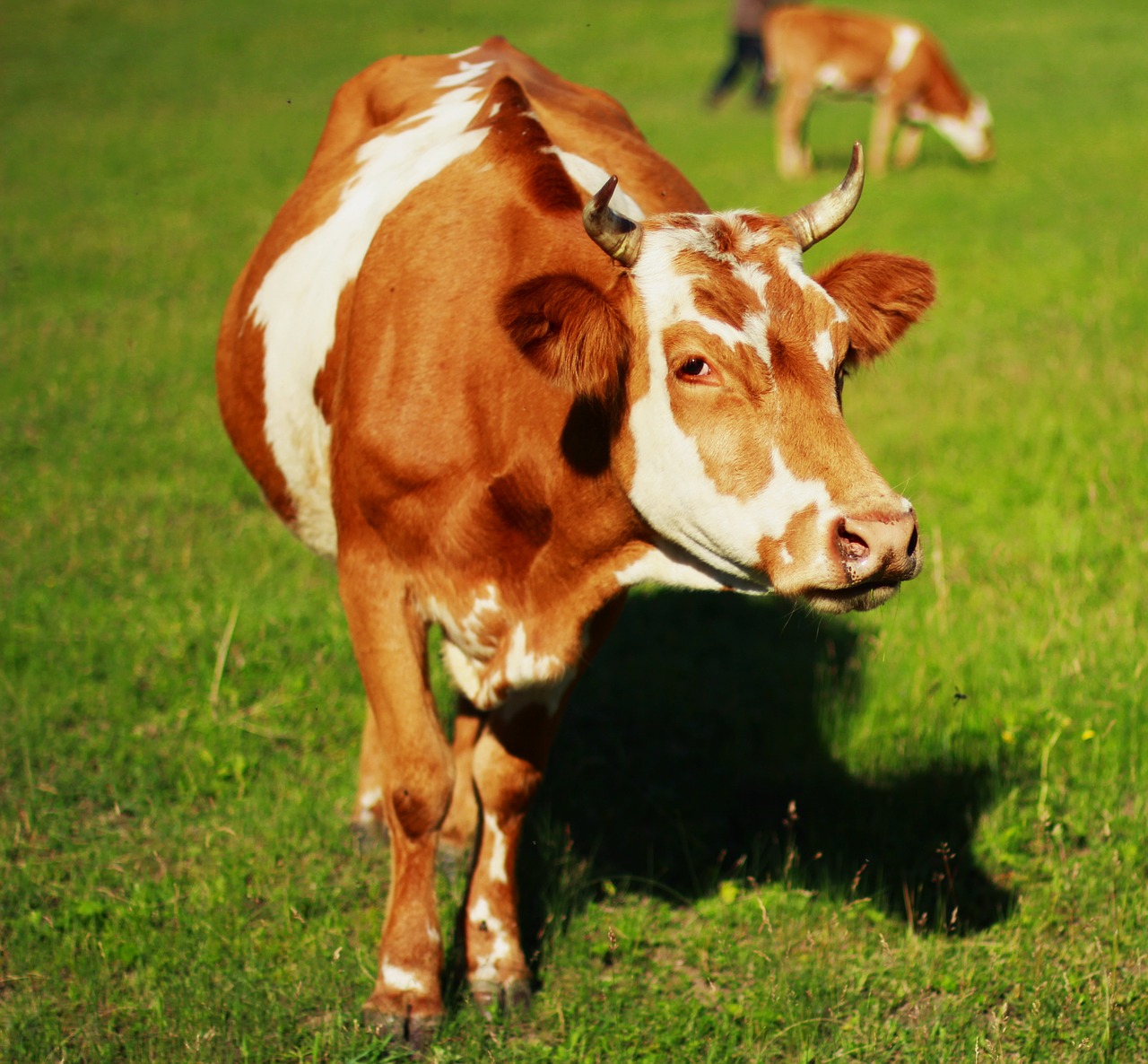 animal cow yellow cattle free photo