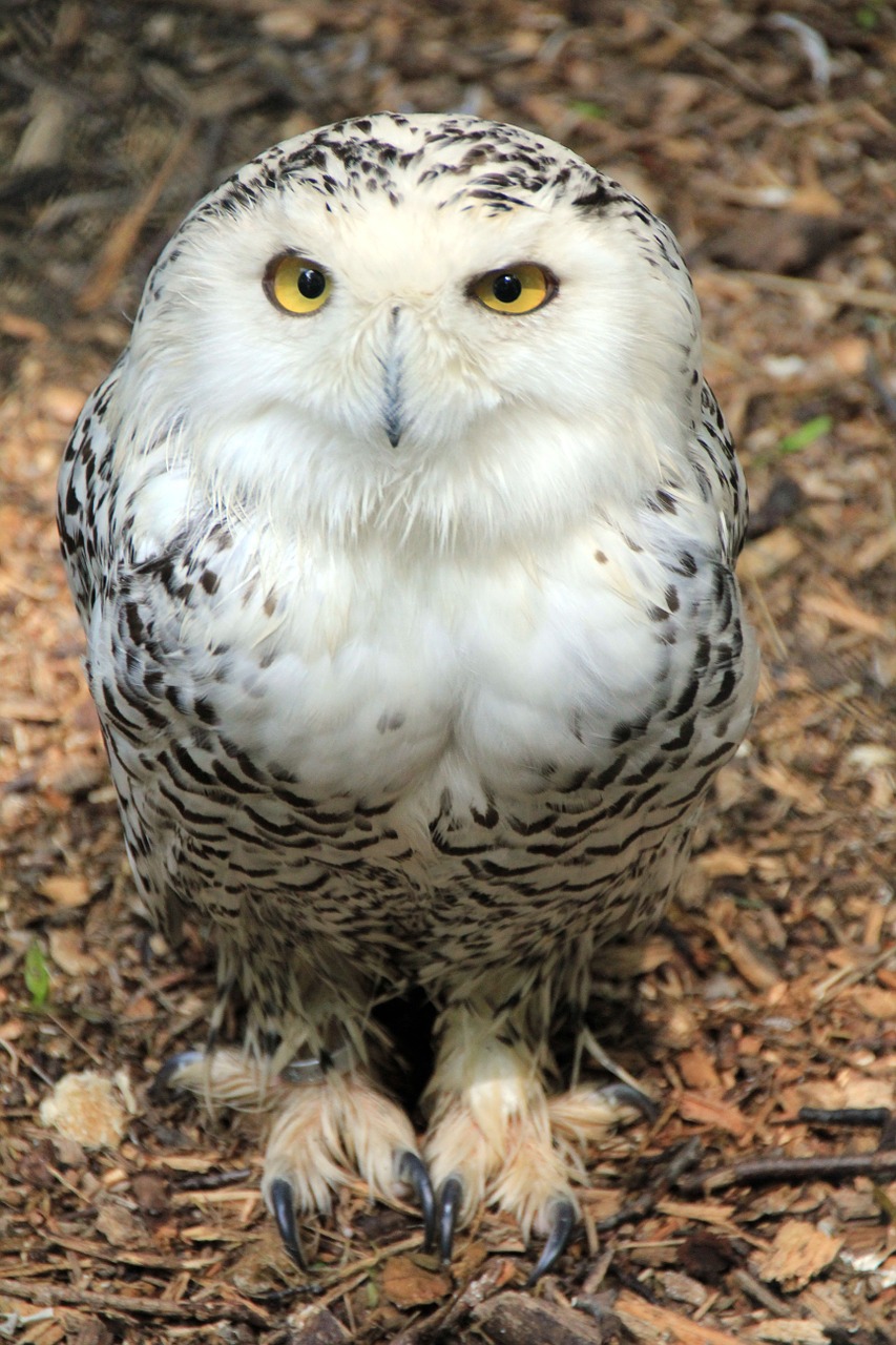 animal bird owl free photo