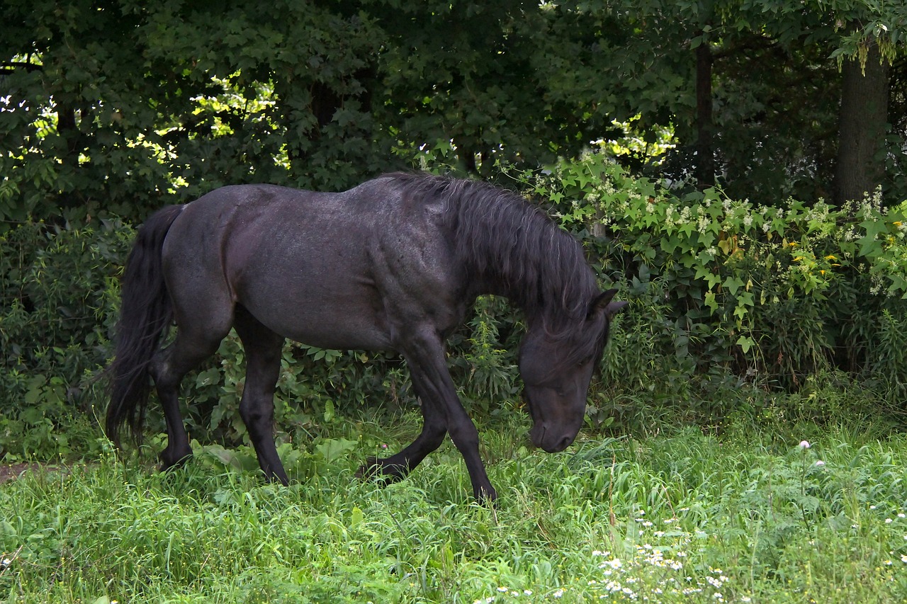 animal horse equine free photo