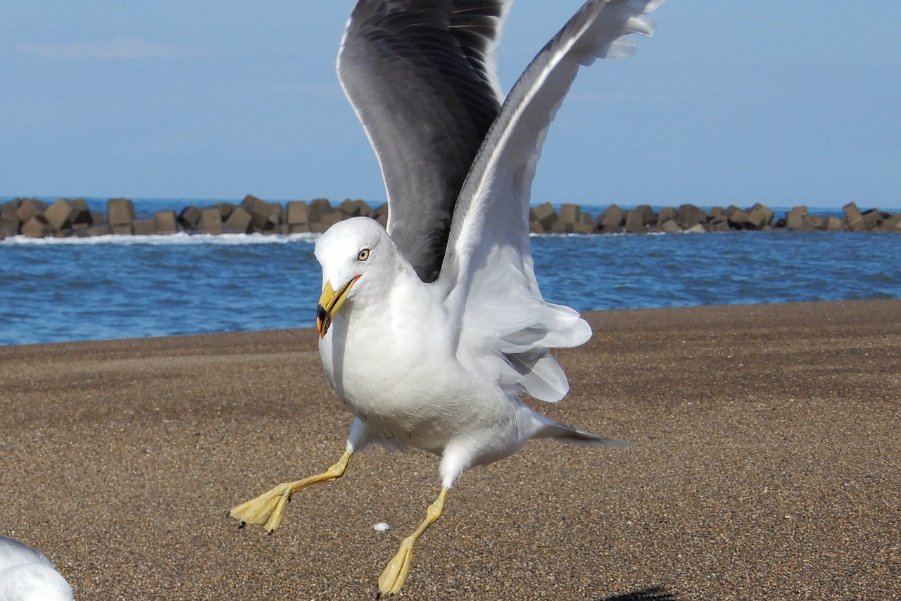 animal sea beach free photo