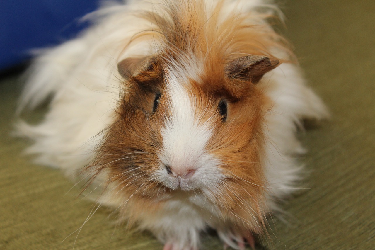 animal guinea pig pet free photo