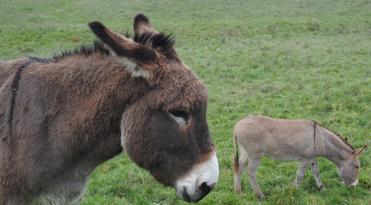 animal donkey portrait free photo