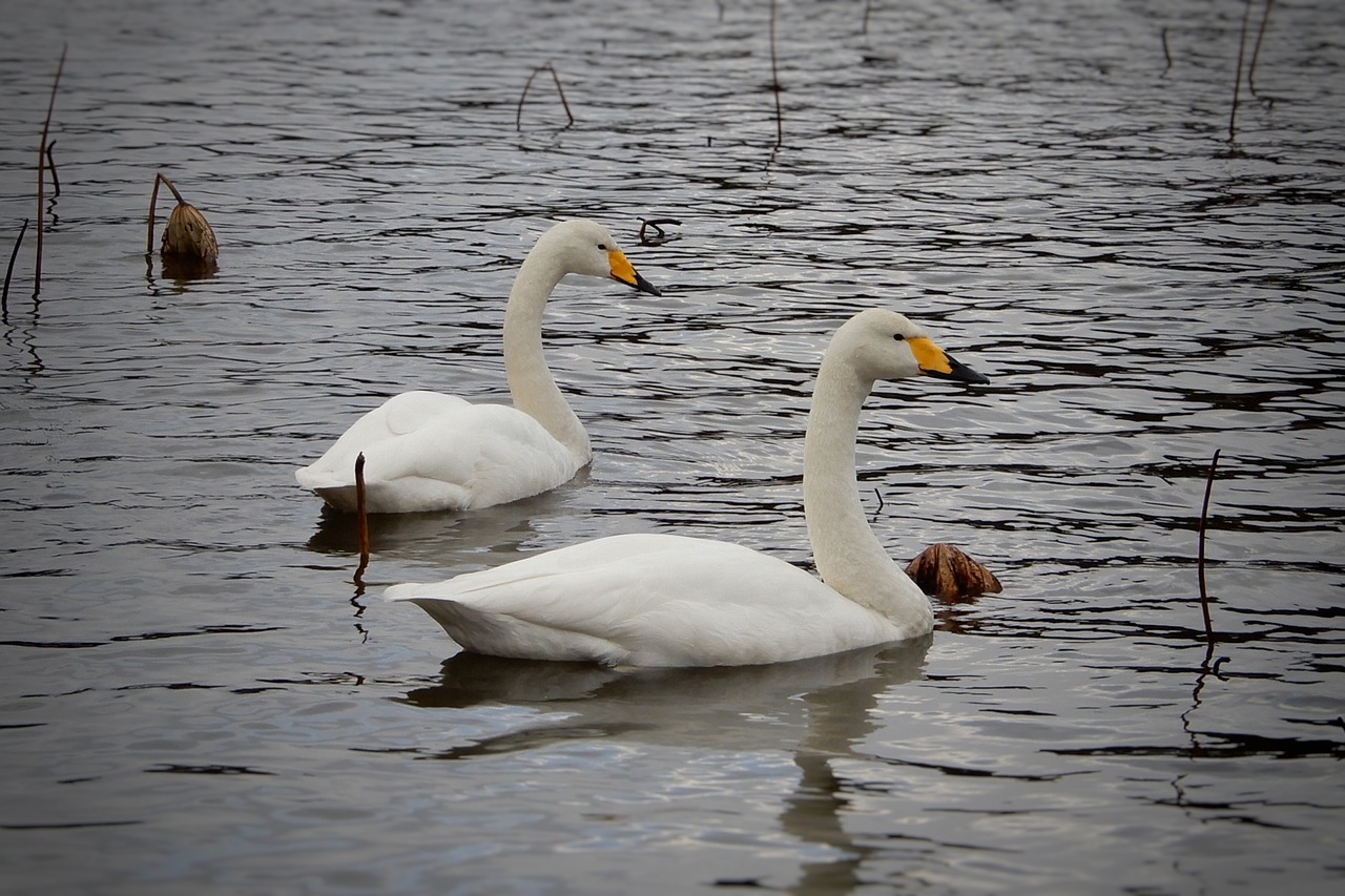 animal swan winter free photo