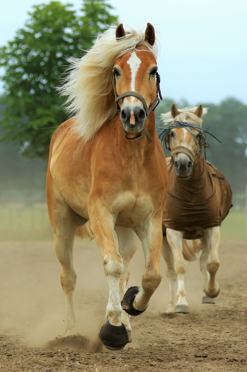 animal horse horses free photo