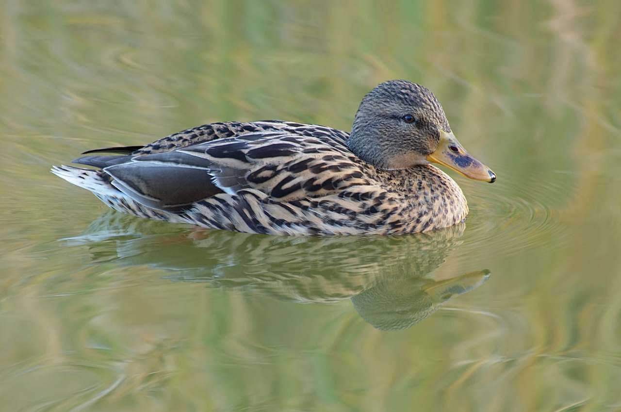 animal bird duck free photo