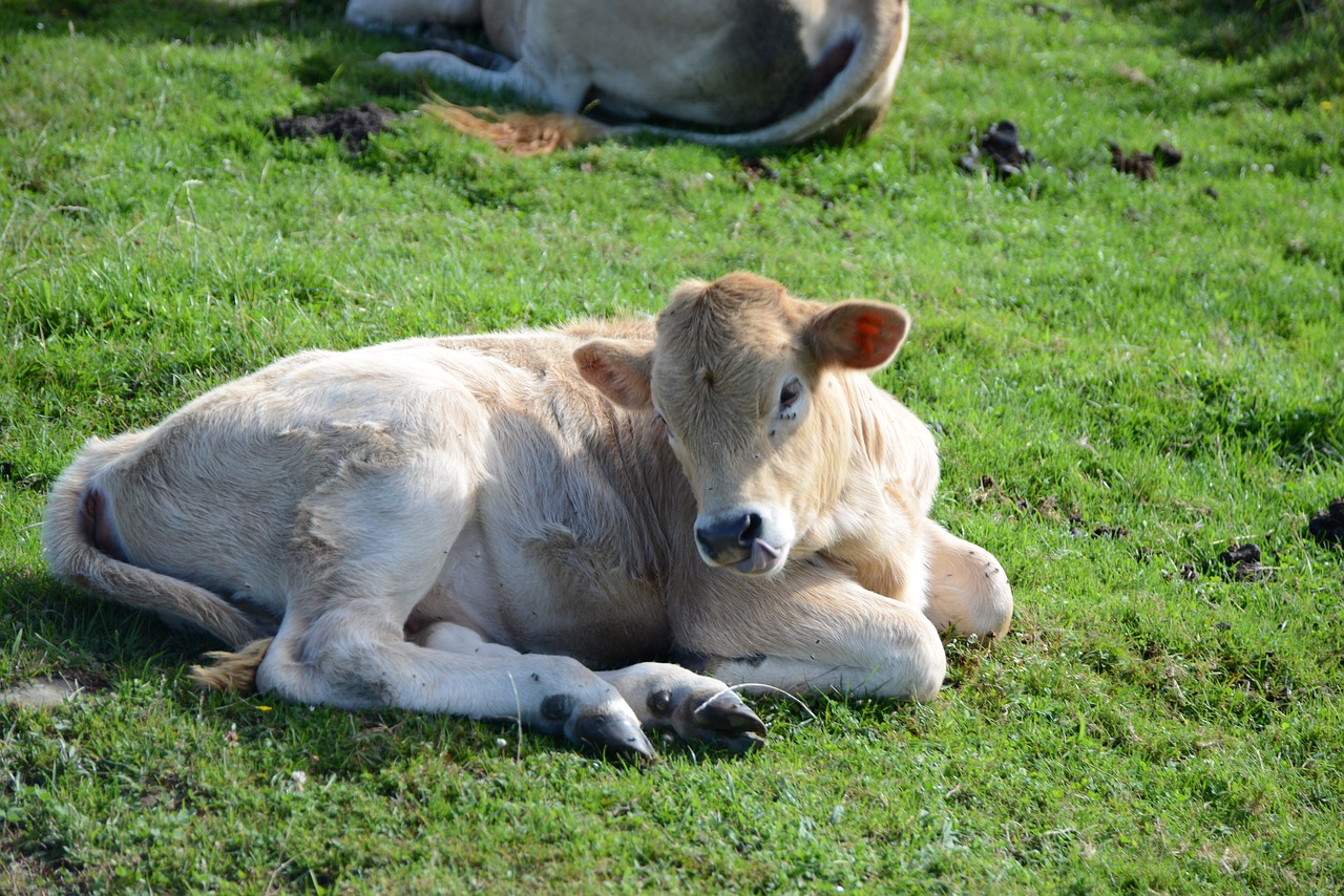 animal cow livestock free photo