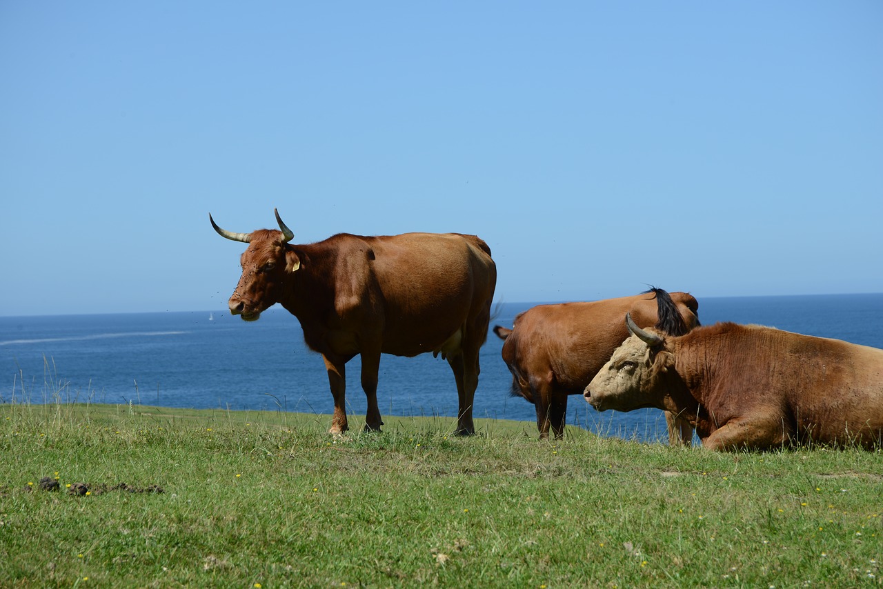 animal cow livestock free photo