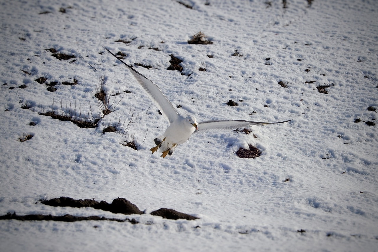 animal beach promenade free photo