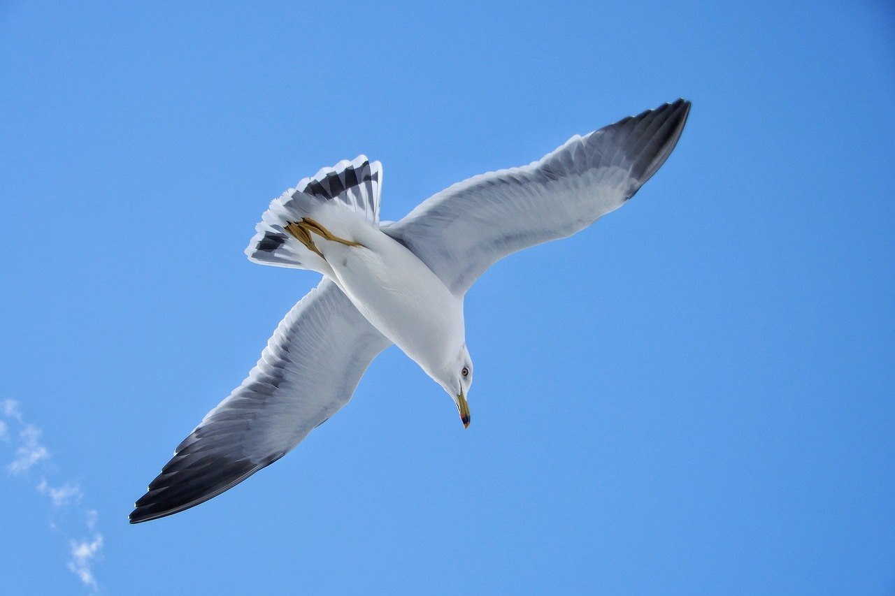 animal sky beach free photo