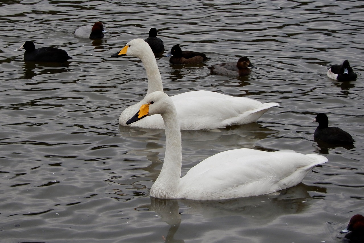 animal swan waterfowl free photo