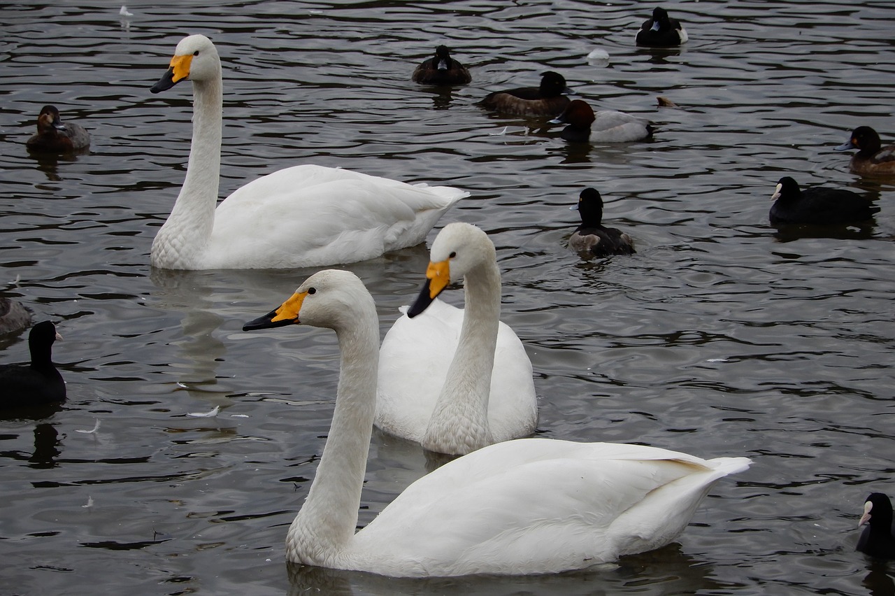 animal swan waterfowl free photo