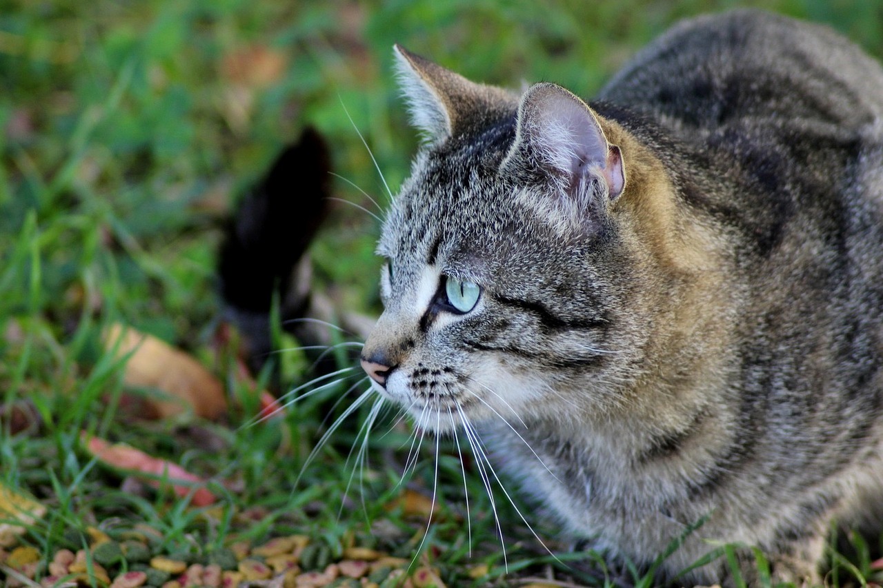 animal cat eyes cat free photo