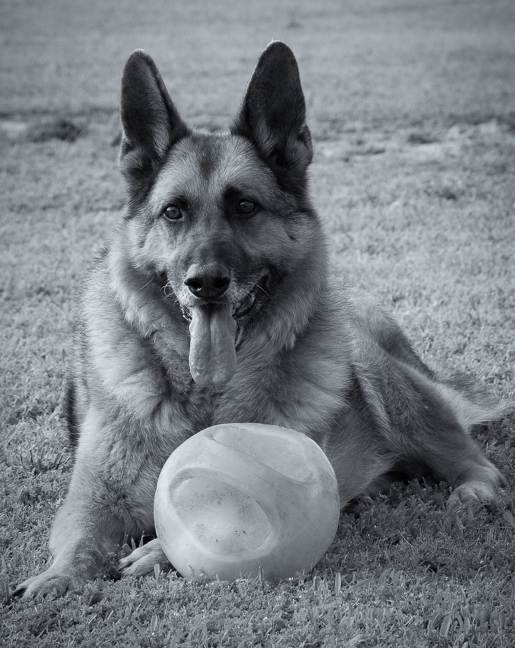 animal dog german shepherd free photo