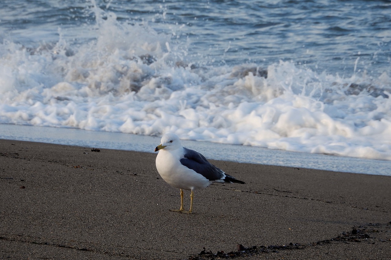 animal sea beach free photo