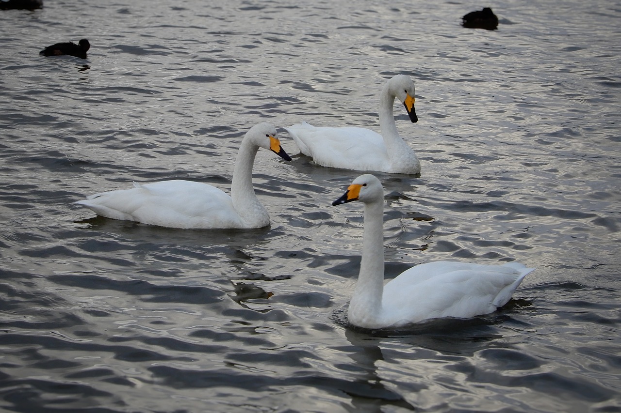 animal swan waterfowl free photo