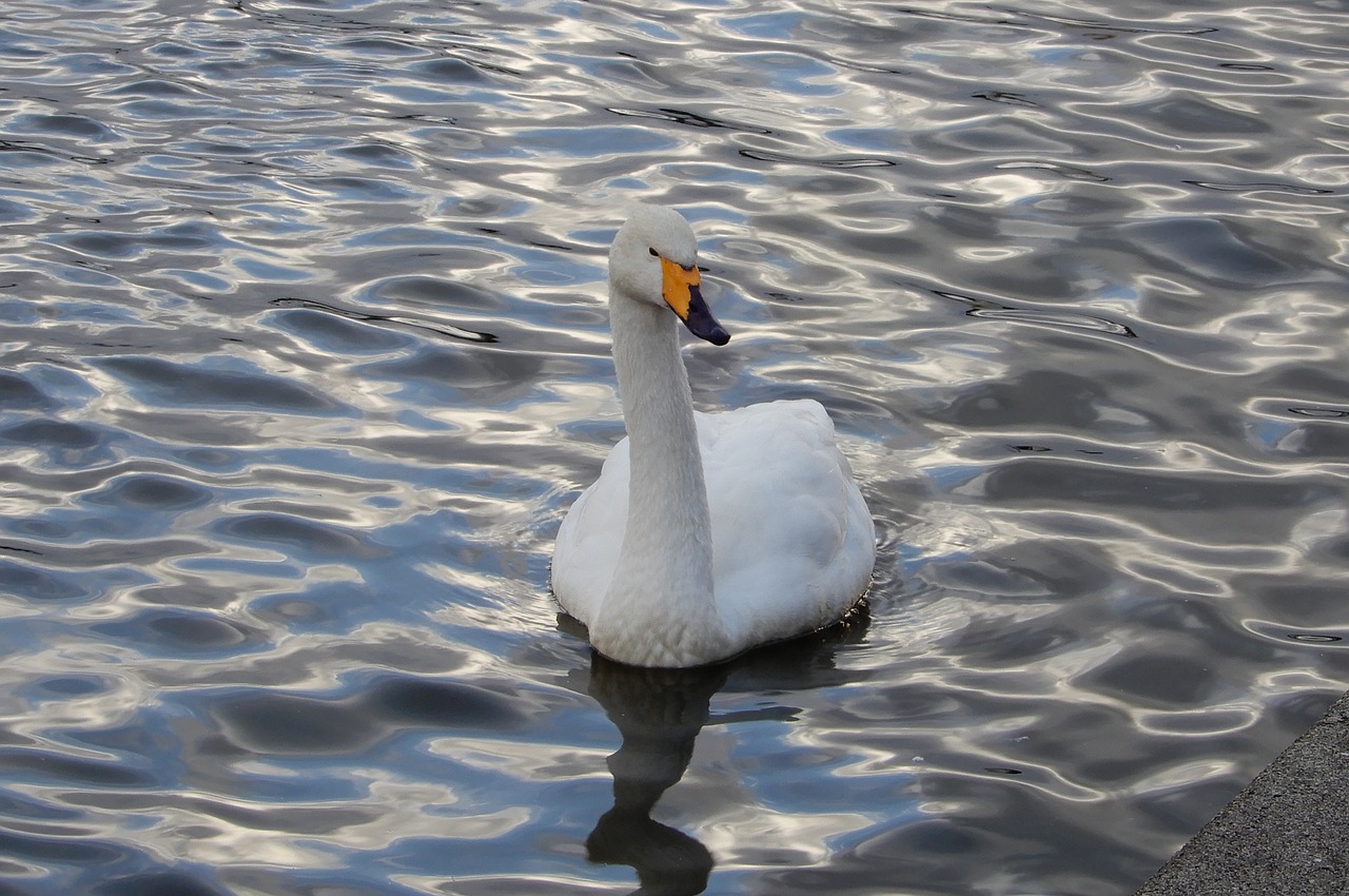 animal swan waterfowl free photo