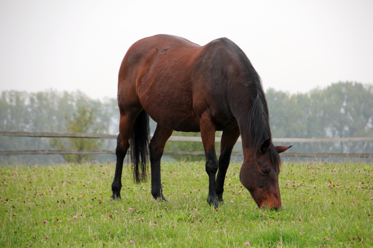 animal horse pasture free photo