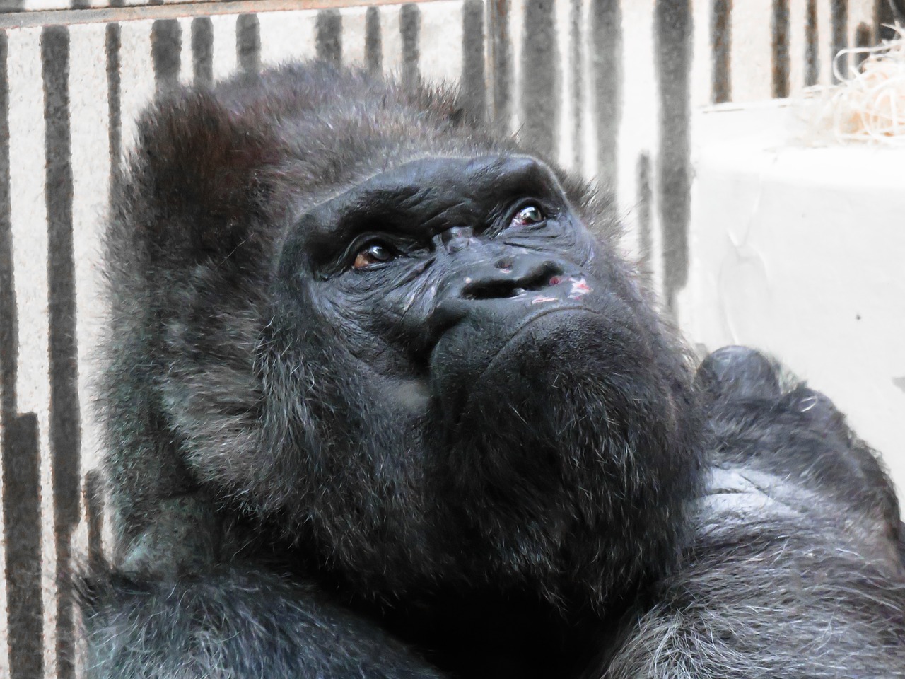 animal monkey gorilla free photo