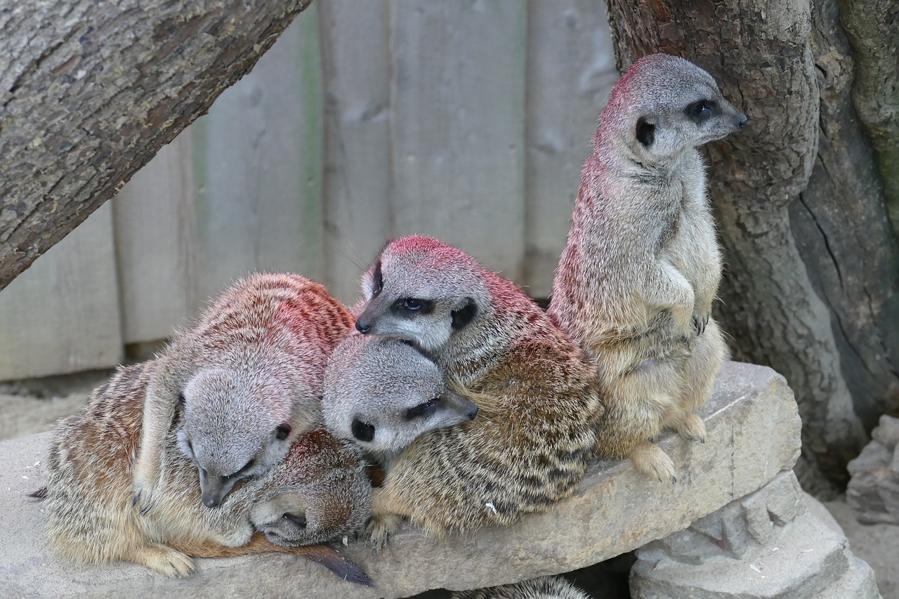 animal zoo tiergarten free photo