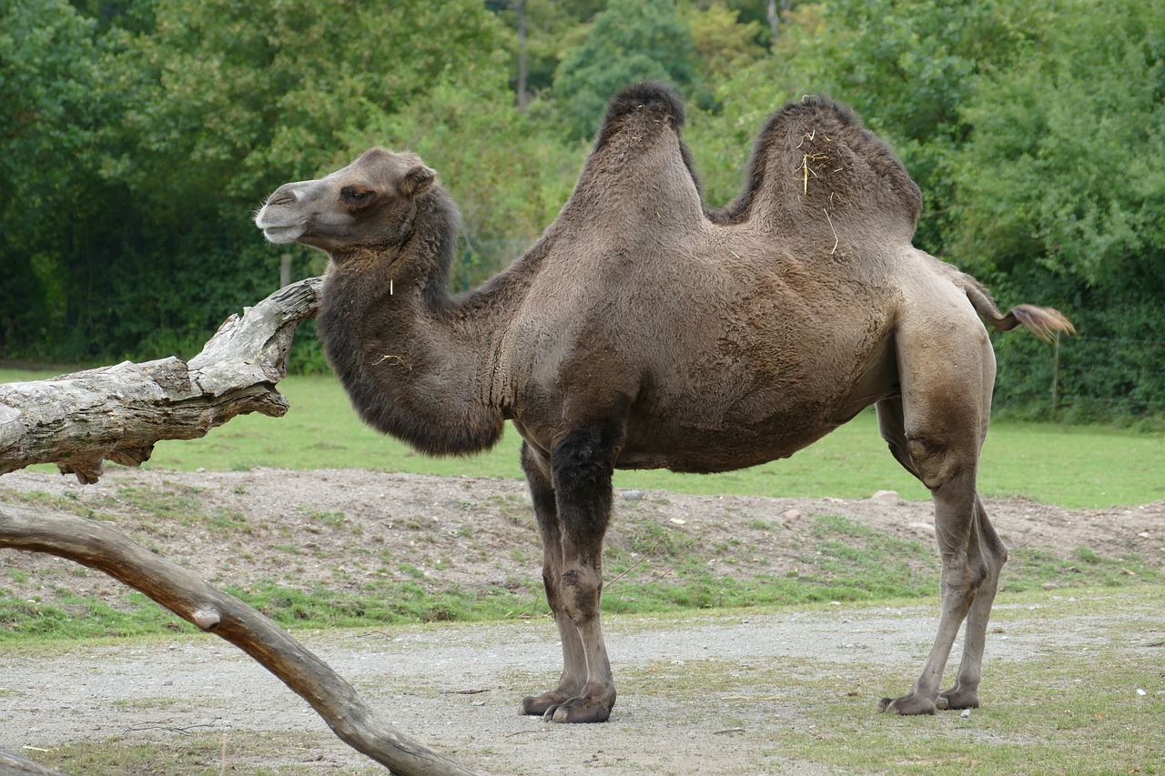 animal zoo tiergarten free photo