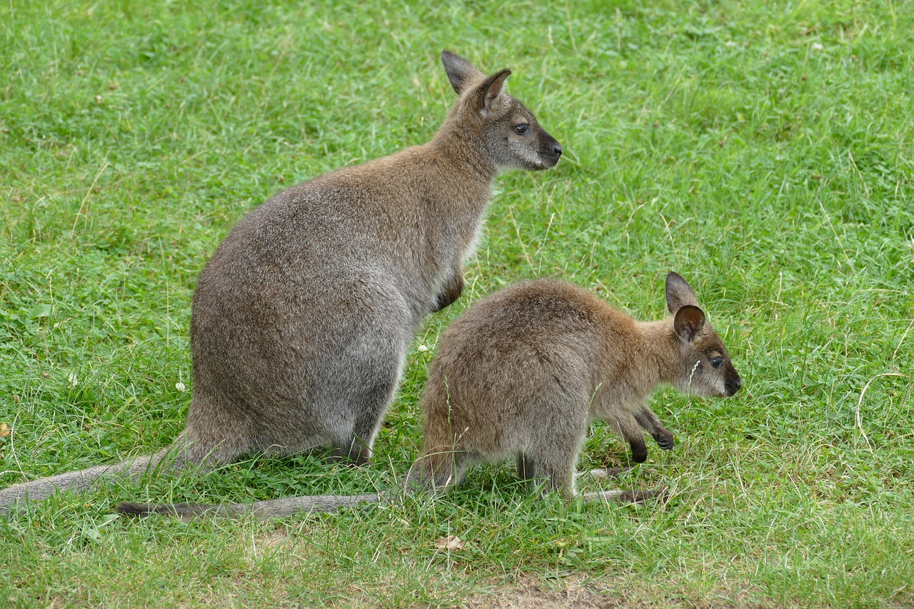 animal zoo tiergarten free photo