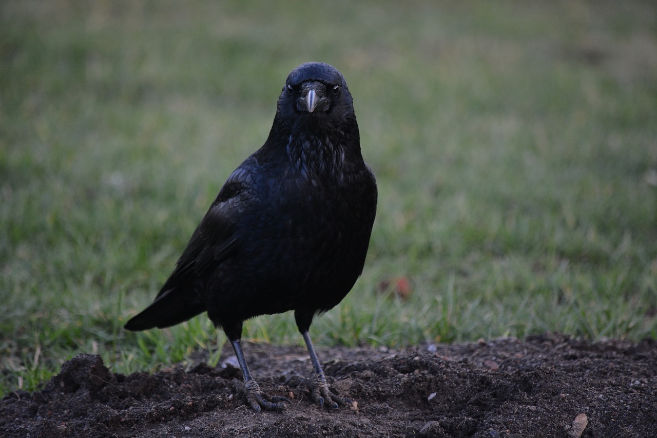 animal bird raven free photo