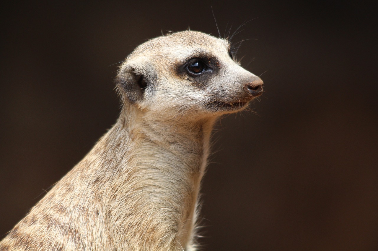 animal meerkat nature free photo