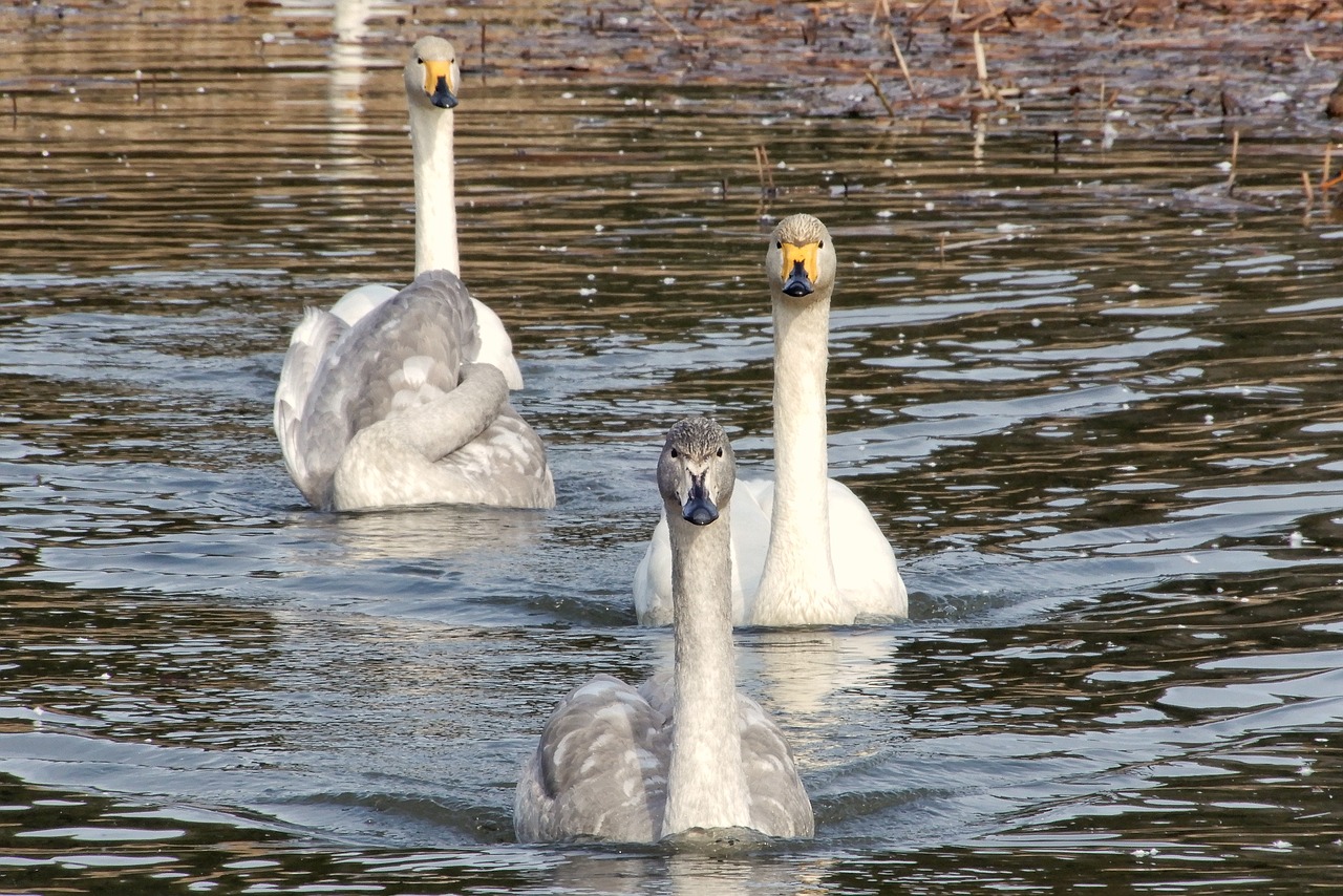 animal swan waterfowl free photo