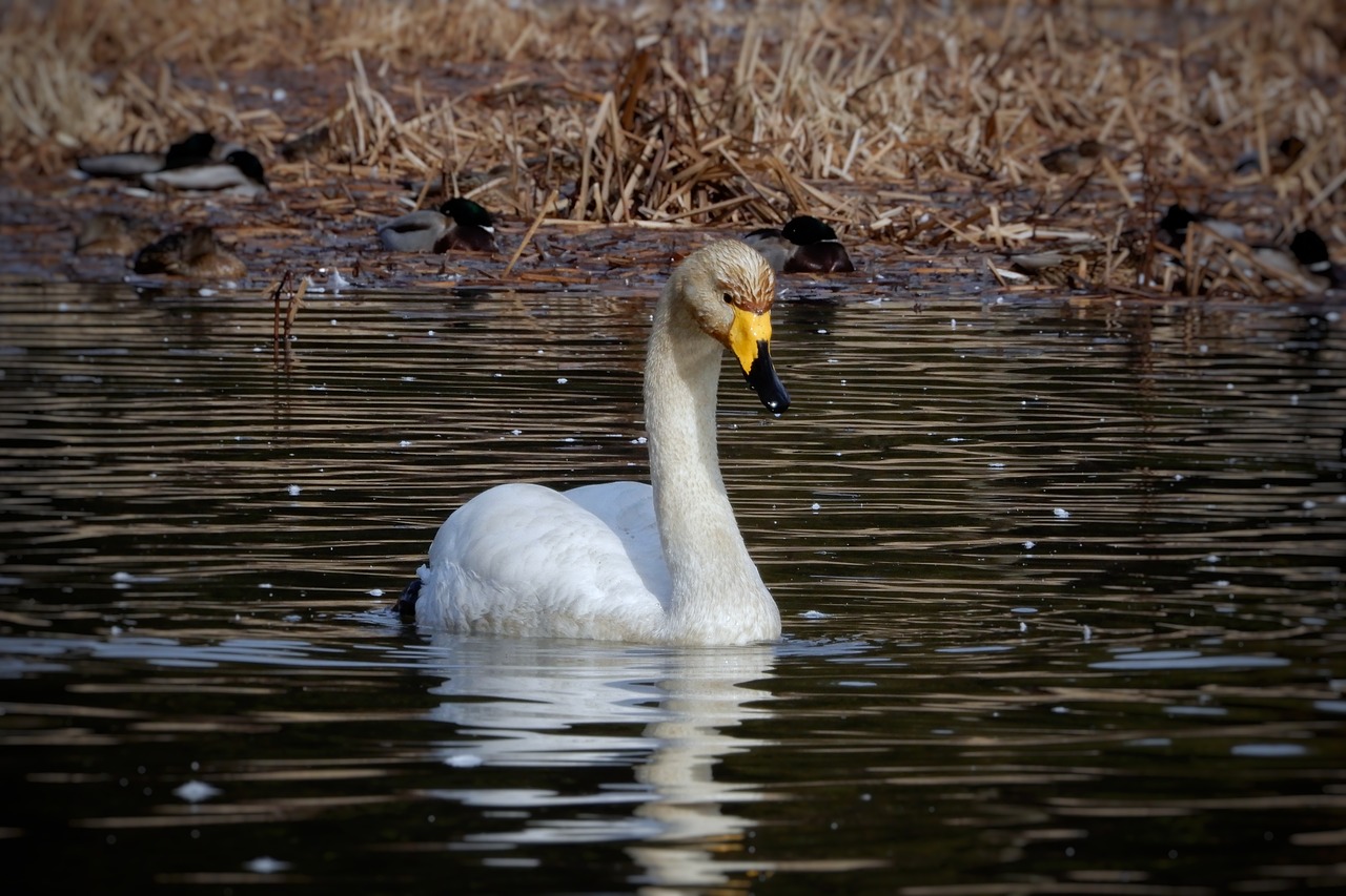 animal swan waterfowl free photo